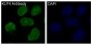Anti-KLF4/Gklf Rabbit Monoclonal Antibody